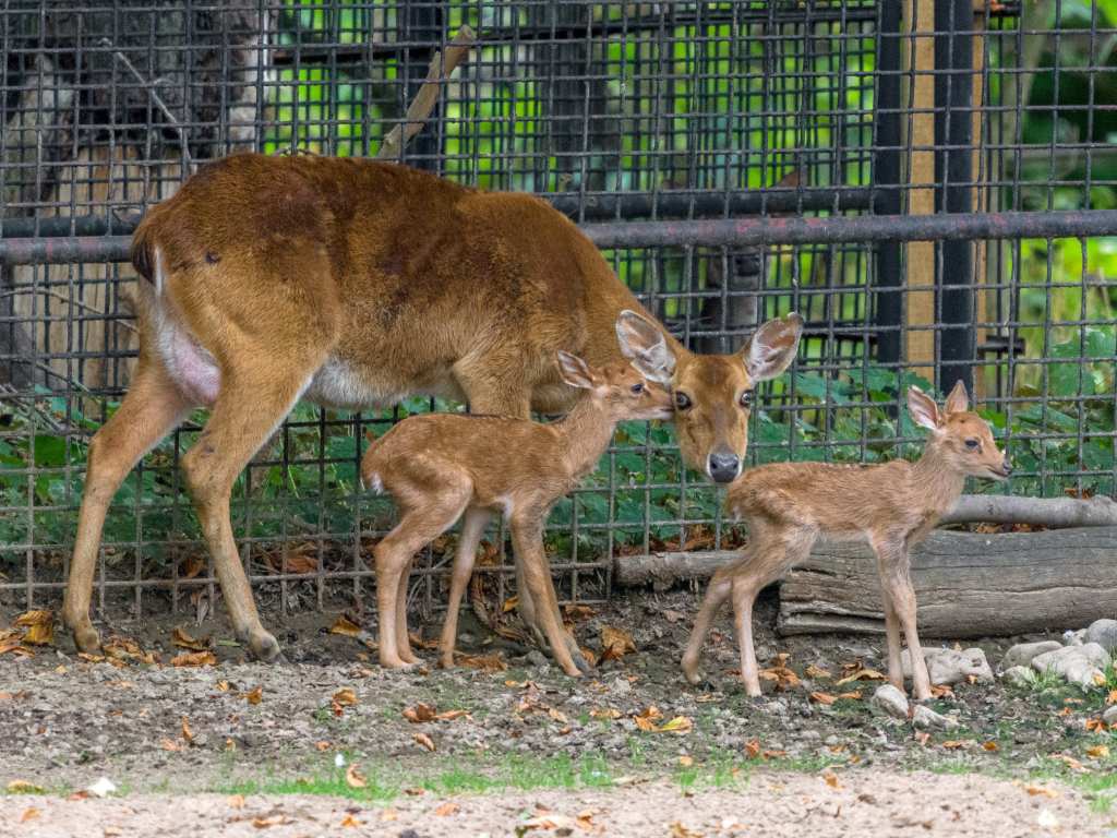 Samice vzácného jelena lyrorohého porodila dvojčata - Pražský deník