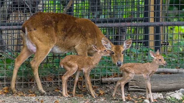 Narození dvojčat jelena lyrorohého je výjimečnou událostí.