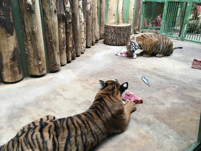 V zoologické zahradě v Praze můžete vidět i malá tygřata