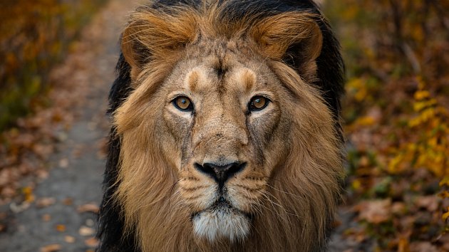 Krmení lvů – zvířat v českém státním znaku – proběhne 28. října ve 14 hodin před zraky návštěvníků v docela nové podobě. Na snímku je samec lva indického Jamvan, kterého veřejnost může znát i z aktuální kampaně Zoo Praha Seznamte se