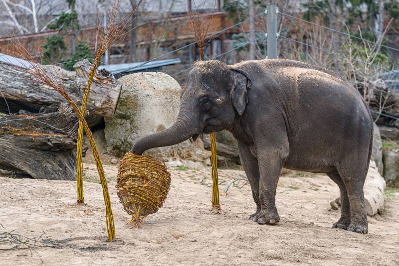 Oslava Maxových 5. narozenin a Velikonoce 2021 u slonů v pražské zoo.