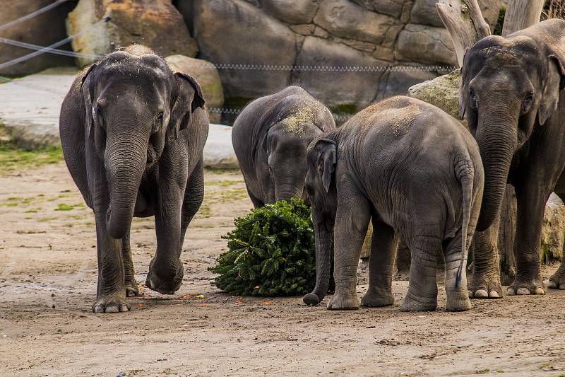 Neprodané vánoční stromky udělaly radost zvířatům v pražské zoo.