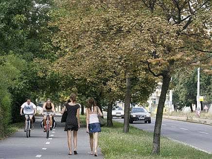 Uschlé stromy na cyklistické stezce u Podolské vodárny.
