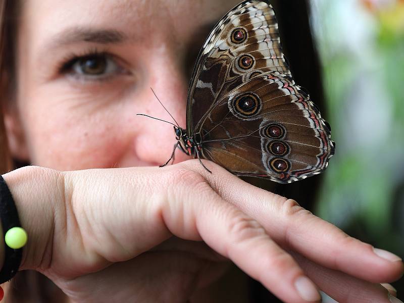 Trojská botanická zahrada slavnostně zahájila ve skleníku Fata Morgana v pořadí už sedmnáctou výstavu tropických motýlů.