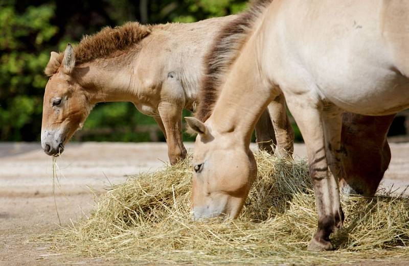 Křest mláděte koně převalského v pražské zoo