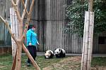Sečuánské Čchengtu je známé svojí výzkumnou stanicí pand velkých. Na velké ploše mohou návštěvníci najít více než padesát roztomilých medvídků.
