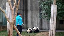 Sečuánské Čchengtu je známé svojí výzkumnou stanicí pand velkých. Na velké ploše mohou návštěvníci najít více než padesát roztomilých medvídků.