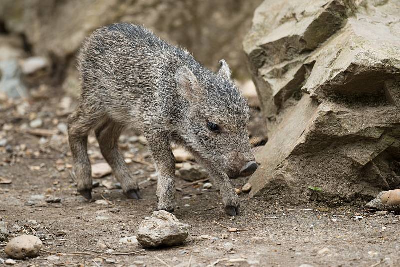 Pohlaví čerstvého mláděte pekariho Wagnerova budou znát chovatelé zhruba za tři týdny