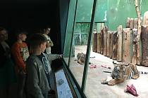 V zoologické zahradě v Praze můžete vidět i malá tygřata