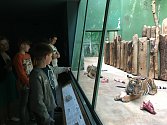 V zoologické zahradě v Praze můžete vidět i malá tygřata