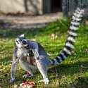 Skupina lemurů kata ze Zoo Praha se rozrostla o další mládě. Nový benjamínek se narodil ve středu brzy ráno a zatím se vyvíjí dobře.