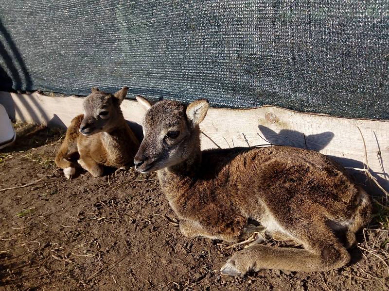 Záchranná stanice má na jaře na pilno. Přijala i veverčata