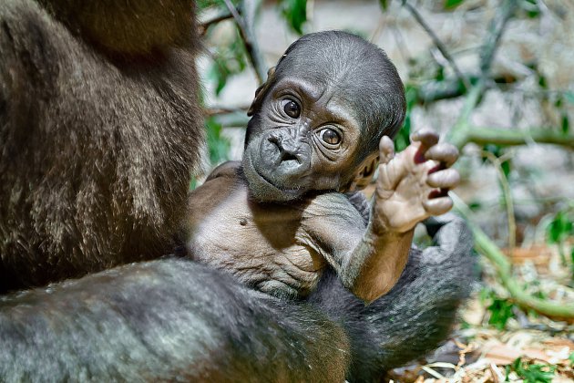 Gorilí mládě je samička, jmenuje se Gaia. Jméno dostala od primatoložky Goodall