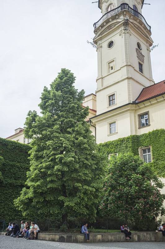 Stromy republiky - Klementinum. Vysazena byla 5. listopadu 1968 na počest 50. výročí vzniku Československé republiky. Lípu vysadil tehdejší ředitel Státní knihovny ČSR Josef Vinárek společně s dalšími zaměstnanci za účasti početného publika.