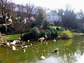 Nepříliš známá botanická zahrada se nachází v pražských Malešicích
