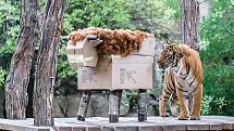 Sobota bude v Zoo Praha patřit tygrům. V rámci Mezinárodního dne dostanou dárky a to i tygr malajský Johann. 