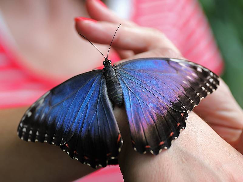 Trojská botanická zahrada slavnostně zahájila ve skleníku Fata Morgana v pořadí už sedmnáctou výstavu tropických motýlů.