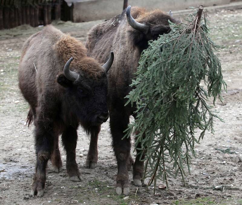 Krmení zubrů, velbloudů a slonů vánočními stromky včetně stromu ze Staroměstského náměstí v pražské zoo.