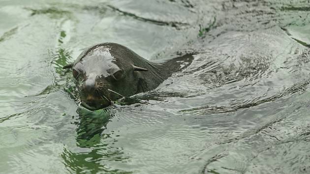 Otevření venkovních expozic v pražské zoologické zahradě v pondělí 12. dubna 2021.