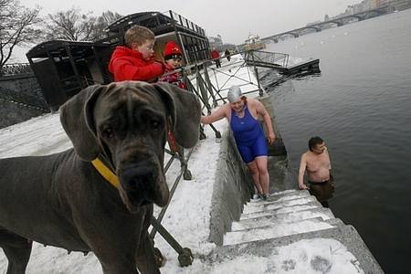 Členové Klubu Ledních medvědů a příznivci otužování se sešli v sobotu 17. ledna 2009 na smíchovské umělé pláži, aby si zaplavali v chladných vodách Vltavy o teplotě jednoho stupně Celsia.