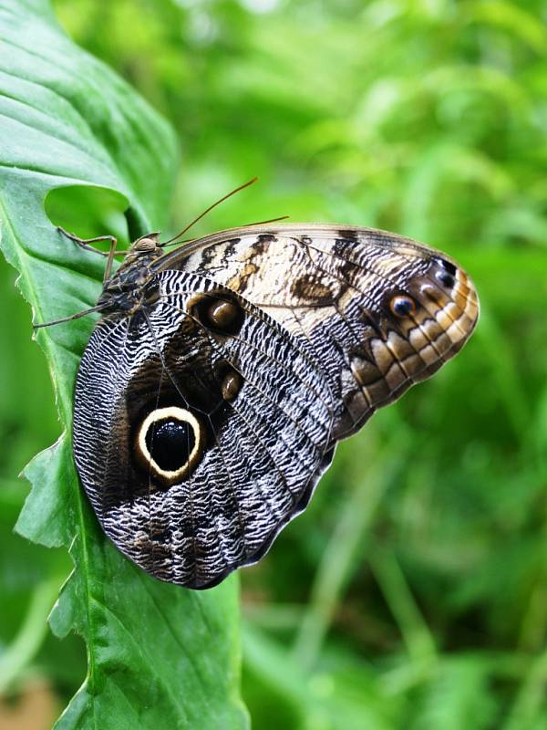 Nápadné skvrny na spodní části zadních křídel sovího motýla Caligo memnon slouží k zastrašování nepřátel.