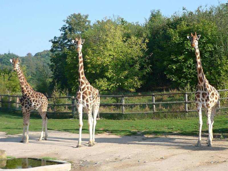 Žirafy v pražské zoologické zahradě.