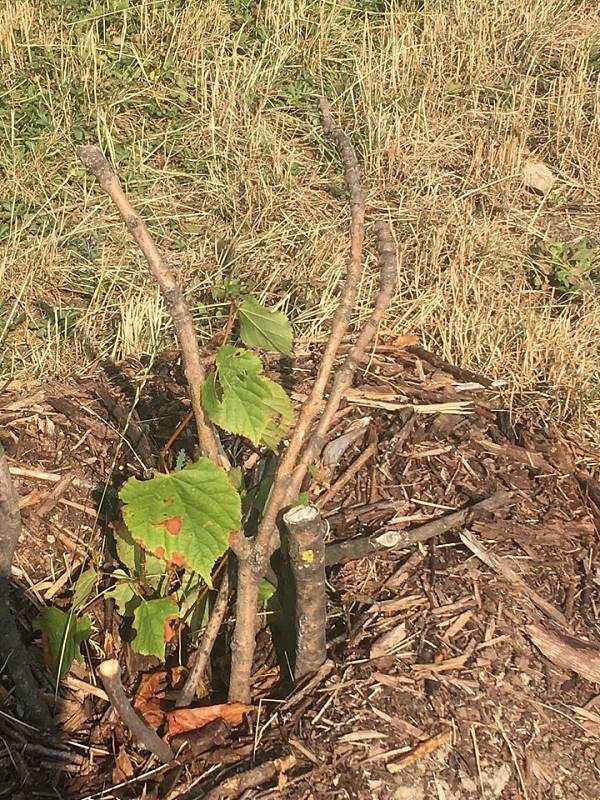 Sázení stromů jako jedna z forem tzv. guerilla gardeningu v Praze na Vypichu.