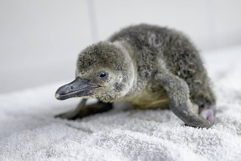 Zoo Praha se těšila z mláděte tučňáka bohužel jen chvíli. Zvíře nepřežilo zápal plic.