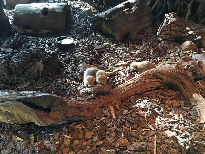 V zoologické zahradě v Praze můžete vidět i mládě mangusty trpasličí