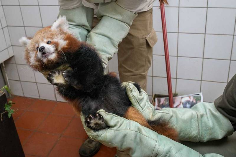 V Zoo Praha určili při veterinární prohlídce pohlaví pandy červené.