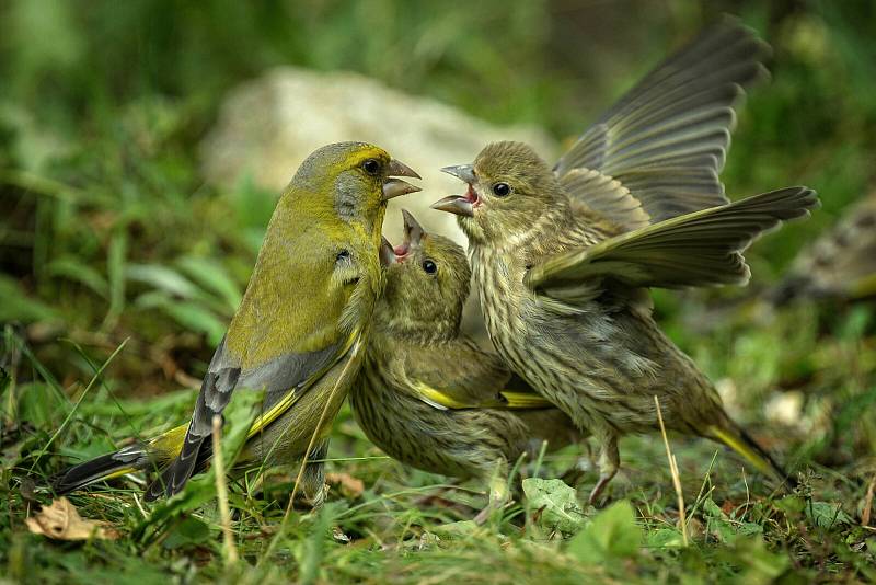 Samec zvonka zeleného krmí dvě mláďata. Mladí ptáci mají čárkované břicho.