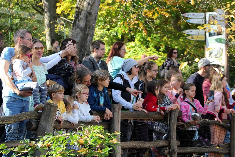 Prázdninové krmení například želv obrovských a slonů v ZOO Praha dýněmi.