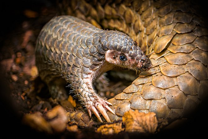 Zoo Praha je jedna ze dvou evropských zoologických zahrad, kde můžete luskouny krátkoocasé spatřit