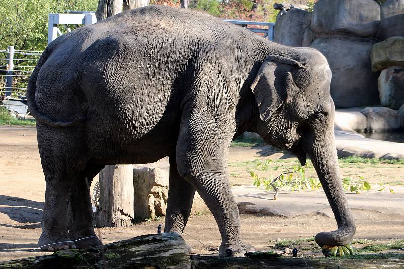 Prázdninové krmení například želv obrovských a slonů v ZOO Praha dýněmi.