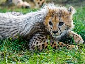 Hvězdami dnešního slavnostního zahájení byla gepardí mláďata.