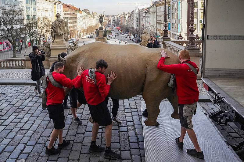 Nakládka dermoplastického preparátu posledního samce nosorožce bílého