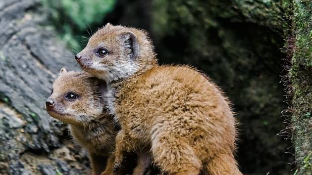 Dvě malé mangusty liščí v pražské zoologické zahradě.