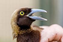 Nově chovaná rajka volavá v Zoo Praha je národním ptákem Papuy Nové Guiney. Je v jejich státní vlajce i státním znaku.