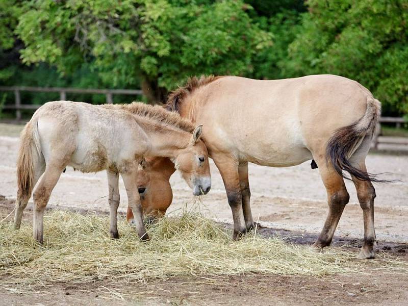 Křest mláděte koně převalského v pražské zoo