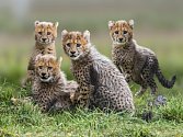 Čtveřice gepardích mláďat je velkou chloubou pražské zoo – a také nejviditelnějším symbolem jarního zahájení hlavní sezony, která má pořadové číslo 84. Na sobotu 28. března se po celý den chystá bohatý program