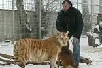 Ludvík Berousek ze známé cirkusové rodiny je vyšetřován kvůli nelegálnímu zabíjení tygrů.