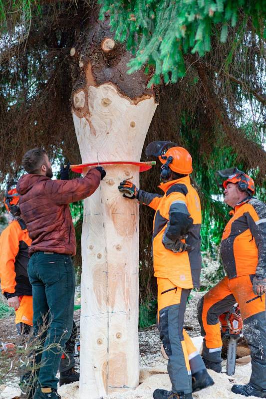 Kácení, přeprava a stavění vánočního stromu pro Prahu v roce 2019.