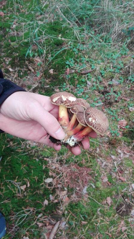 Houbařská sezóna začala hlavně díky vydatným dešťům