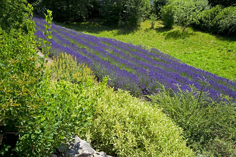 Levandulové pole v pražské botanické zahradě.