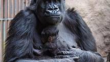 Gorila Shinda se svým narozeným mládětem v pražské zoologické zahradě.