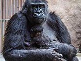 Gorila Shinda se svým narozeným mládětem v pražské zoologické zahradě.