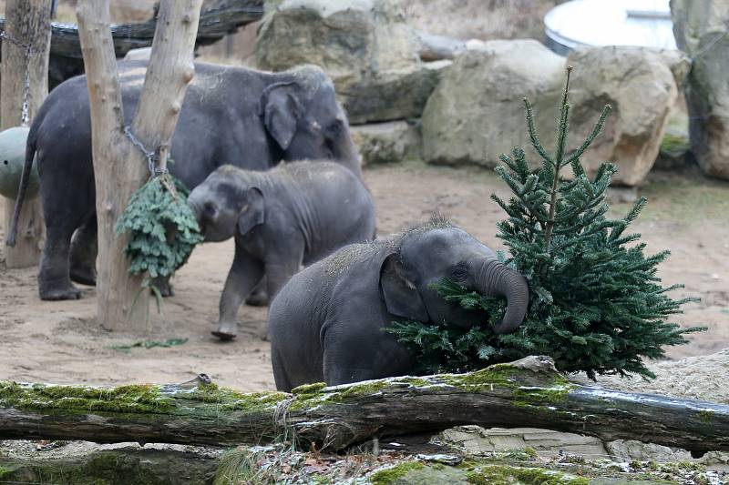 Krmení slonů v pražské zoologické zahradě nevyužitými vánočními stromky.