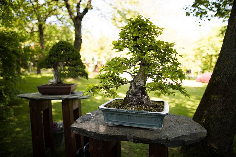 Výstava bonsají v trojské botanické zahradě.