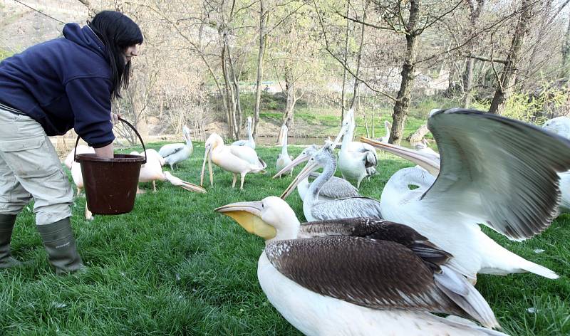 Chovatelka Nikola Dušková při krmení pelikánů v Zoo Praha 3.dubna.