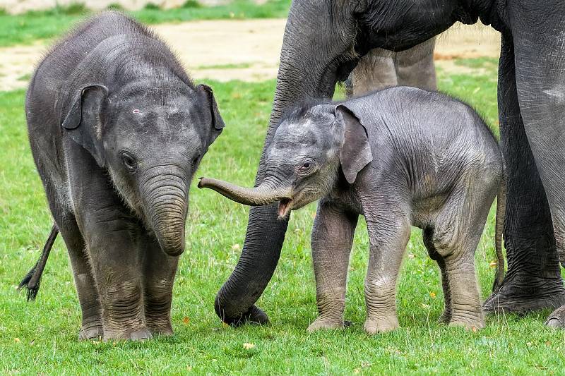 Každý kdo slůněti popřeje, může zároveň získat ceny Zoo Praha. 